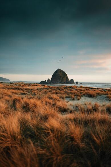 Dry Grass with Mountain