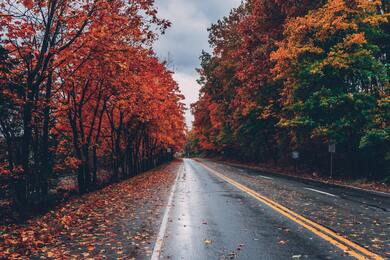 Dry Leaf on Road and Beside Tree