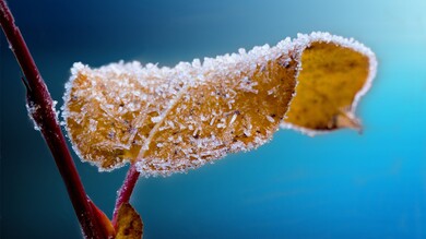 Dry Leave On Snow 4K Wallpaper