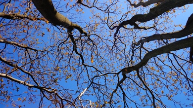 Dry Tree and Sky View 4K