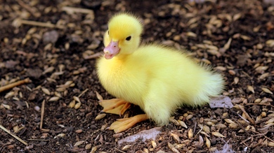 Duck Baby HD Image