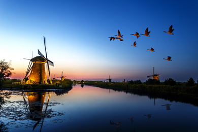 Duck Birds Flying Above River