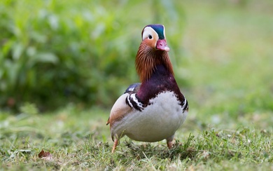 Duck on Green Grass Pics