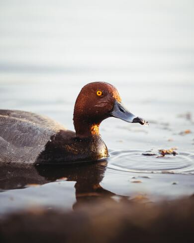 Duck on Water Mobile Pic