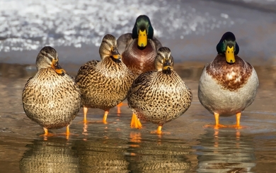 Duck Standing in Water