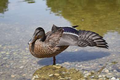 Duck Standing On One Leg 4K