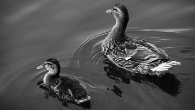 Duck Swimming Black And White Photo