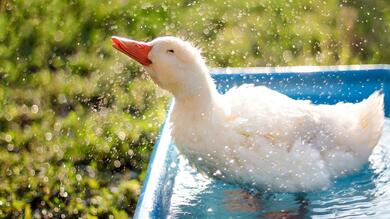 Duck Swimming in Basket Photo