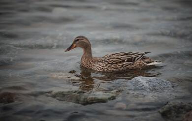 Duck Swimming in River