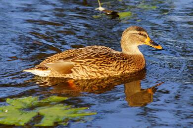 Duck Swimming on River