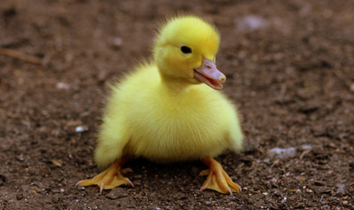 Duckling Walking Photo