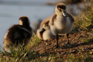 Ducks Near Lake