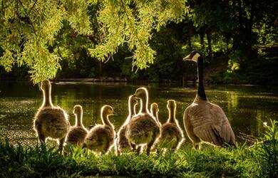 Ducks Near Water Ultra HD Pic