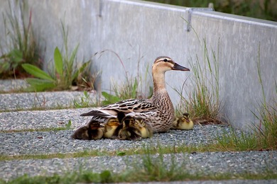 Ducks With Babies Photo