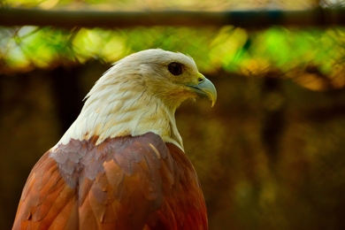 Eagle Bird Close Up Photo