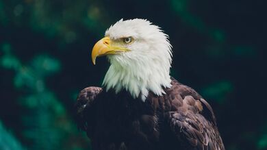 Eagle Bird Glance