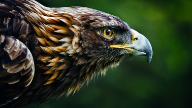 Eagle Bird Look Portrait Photo