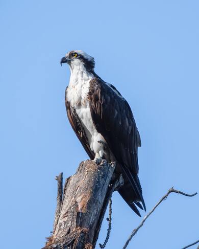 Eagle Bird Seating on Tree Branch