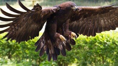 Eagle Bird Wings Photo