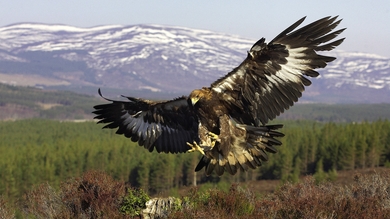 Eagle Catching Prey HD Photo