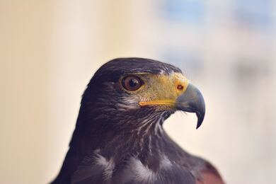 Eagle Close Face Image