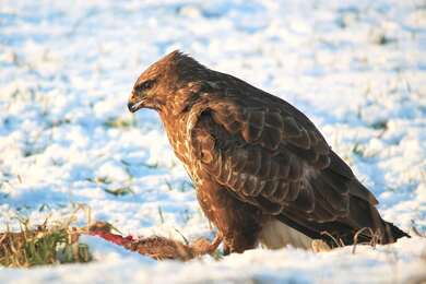 Eagle Eating Flesh 4K