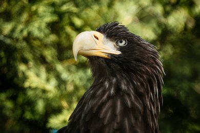 Eagle Face High Definition Image