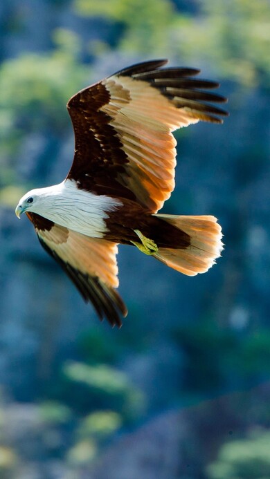 Eagle Flying Above Trees