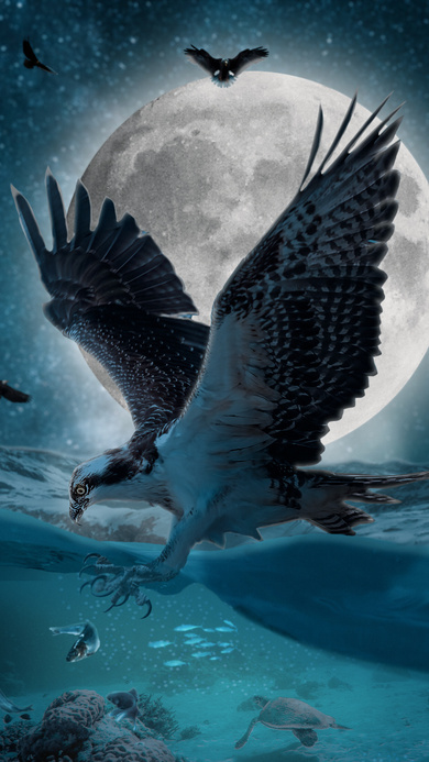 Eagle Hunt at Night Pic