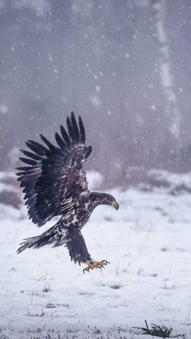 Eagle Hunting in Winter