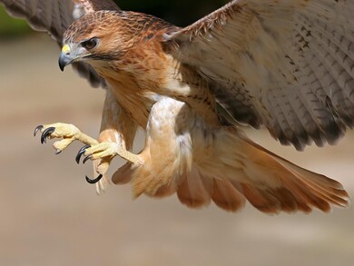 Eagle Looking For Hunting