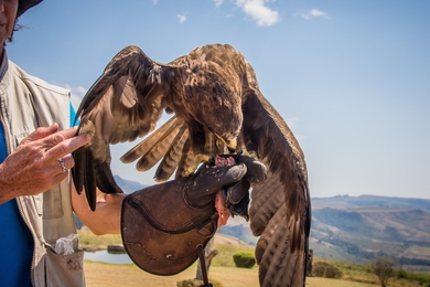 Eagle Sitting in Hand Photo