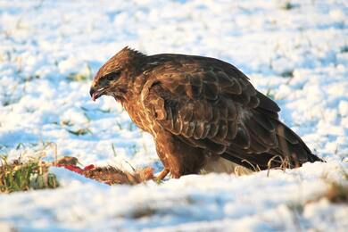 Eagle Sitting in Snow