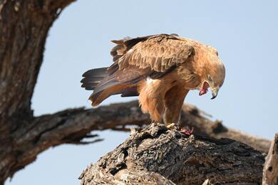 Eagle Sitting on Rock