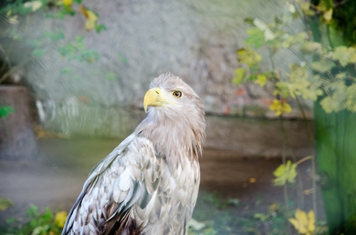 Eagle Sitting Photography