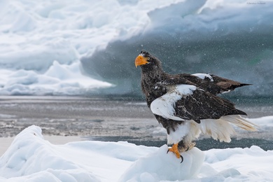 Eagle Snow Desktop Background