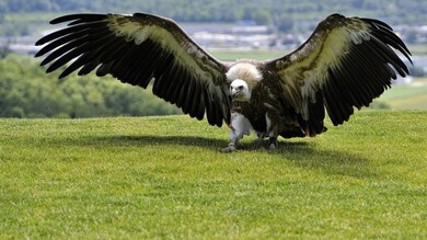 Eagle Spreading Wings in Green Grass