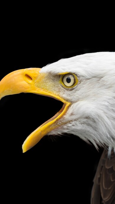 Eagle With Mouth Open