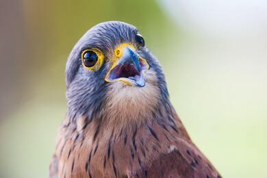 Eagle with Open Beak Bird Photography