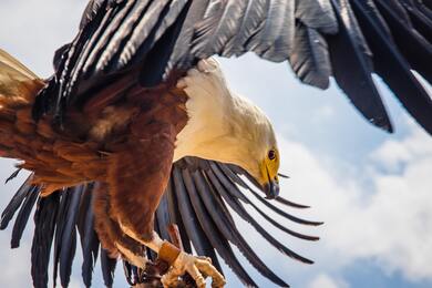 Eagle with Wing Image