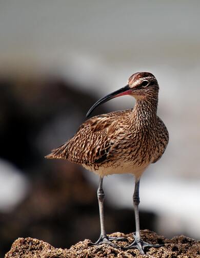 Eastern Curlew Bird Mobile Photography