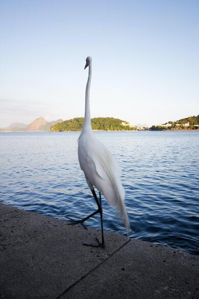 Eastern Great Egret Standing Near River