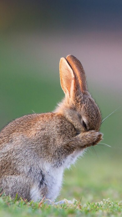 Eating Rabbit 4K Image