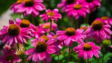 Echinacea Flower 5K