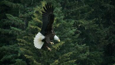 Egal Flying at Forest