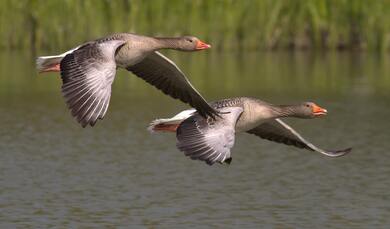 Egyptian Duck Birds Flying Above Water