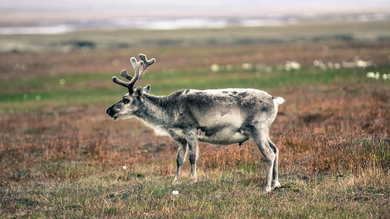 Elder Reindeer Deer HD Photo