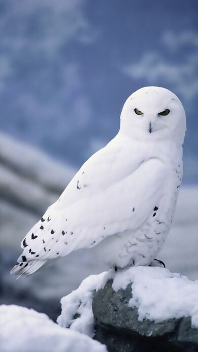 Elegant White Owl During Winter Season
