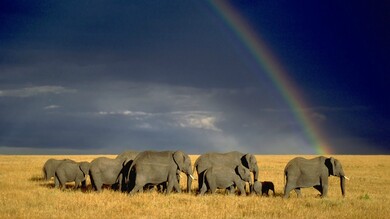 Elephant and Rainbow HD Wallpaper