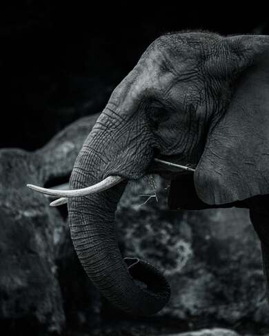Elephant Animal Black and White Photography